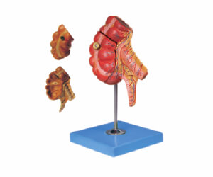 BioLab Products